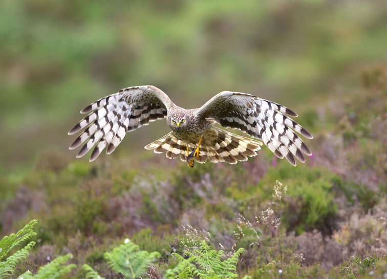 Hen Harrier - Circus cyaneus - female in flight approaching nest site with prey. Sutherland. North-east Scotland. July 2006. 